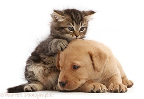 Tabby kitten and Yellow Labrador Retriever puppy
