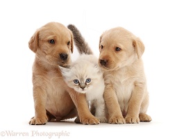 Yellow Labrador Retriever puppies and Ragdoll-cross kitten