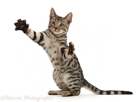 Bengal kitten, 15 weeks old, reaching out and grasping