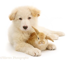 White Alsatian puppy and rabbit