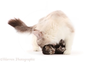 Ragdoll-cross mother cat, picking up a kitten