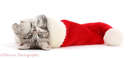 Silver tabby kitten lying up side down in a Santa hat