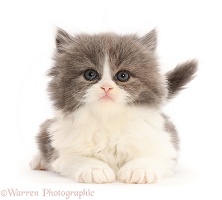 Grey-and-white kitten, lying head up