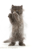 Scruffy Blue Persian kitten, standing and reaching up