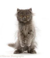 Scruffy Blue Persian kitten, standing up