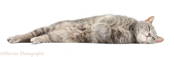 Tabby male cat, lying on his side