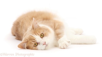 Siberian cat lying on her side