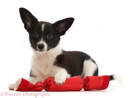 Collie x Papillon puppy, with Christmas cracker