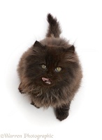 Chocolate brown fluffy kitten, sitting and looking up, tongue out