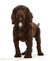 Chocolate Cocker Spaniel puppy, standing
