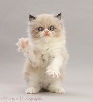 Fluffy Persian-cross kitten standing with raised paw