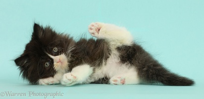 Black-and-white Persian cross kitten, 7 weeks old