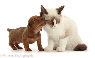 Ragdoll kitten, rubbing against Dachshund puppy