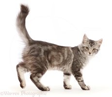 Silver tabby cat walking