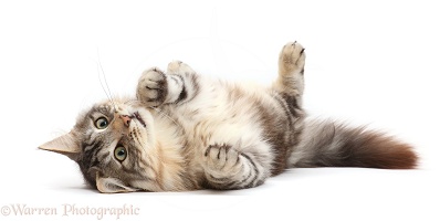 Silver tabby fluffy cat rolling on back