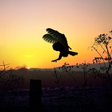 Barn Owl silhouette at sunset