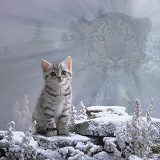 Spirit of the cat - Snow Leopard