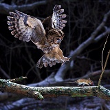Tawny Owl pouncing a mouse