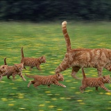 Cat family in motion