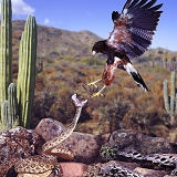 Rattlesnake and Harris Hawk doing battle