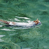 Turkish Van Cat, swimming