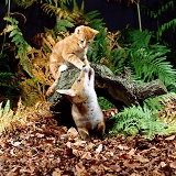 Kitten and fox