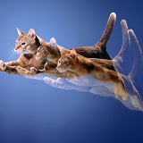 Ginger cat leaping multiple exposure