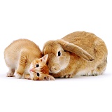 Kitten & Rabbit