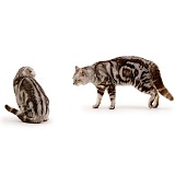 Aggressive silver tabby cat