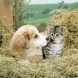 Puppy and kitten playing in hay