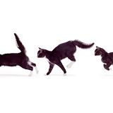 Bushy-tailed kitten multiple image