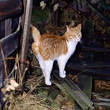Ginger-and-white tom-cat, spraying