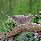 Foreign Lilac cat on a branch