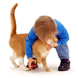 Toddler picking up ginger cat