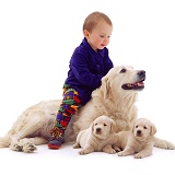 Baby riding a Retriever with pups