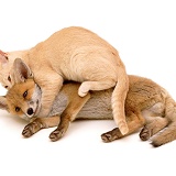 Fox and Kitten playing