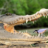 Nile Crocodile with Egyptian Plover