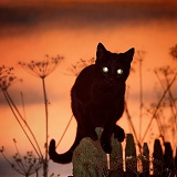 Black cat eyes at sunset