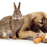 Puppy eating a rabbit's carrot