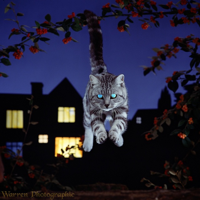 Silver Tabby cat with glowing eyes leaping at night