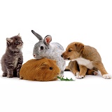 Rabbit, Guinea pig, puppy kitten pet animal group