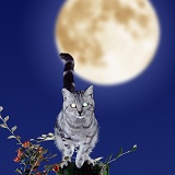 Silver tabby cat with glowing eyes and moon