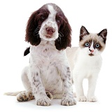 Springer Spaniel pup and Snowshoe kitten