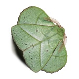 Green leafy moth