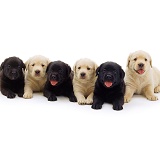 Black and Golden Retriever pups