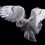 Short-eared owl landing