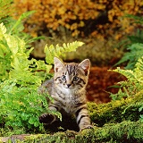 Kitten in the wild woods