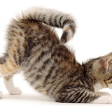 Kitten in play-bow