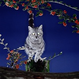 Silver tabby cat with glowing eyes