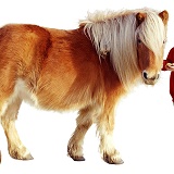 Boy with Shetland pony